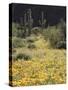 Organ Pipe Cactus Nm, California Poppy and Saguaro in the Ajo Mts-Christopher Talbot Frank-Stretched Canvas
