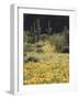 Organ Pipe Cactus Nm, California Poppy and Saguaro in the Ajo Mts-Christopher Talbot Frank-Framed Photographic Print