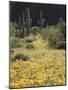 Organ Pipe Cactus Nm, California Poppy and Saguaro in the Ajo Mts-Christopher Talbot Frank-Mounted Photographic Print