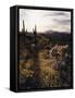 Organ Pipe Cactus Nm, California Poppy, Jumping Cholla, and Saguaro-Christopher Talbot Frank-Framed Stretched Canvas