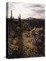 Organ Pipe Cactus Nm, California Poppy, Jumping Cholla, and Saguaro-Christopher Talbot Frank-Stretched Canvas