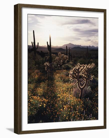 Organ Pipe Cactus Nm, California Poppy, Jumping Cholla, and Saguaro-Christopher Talbot Frank-Framed Premium Photographic Print