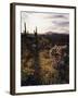 Organ Pipe Cactus Nm, California Poppy, Jumping Cholla, and Saguaro-Christopher Talbot Frank-Framed Premium Photographic Print