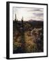 Organ Pipe Cactus Nm, California Poppy, Jumping Cholla, and Saguaro-Christopher Talbot Frank-Framed Premium Photographic Print