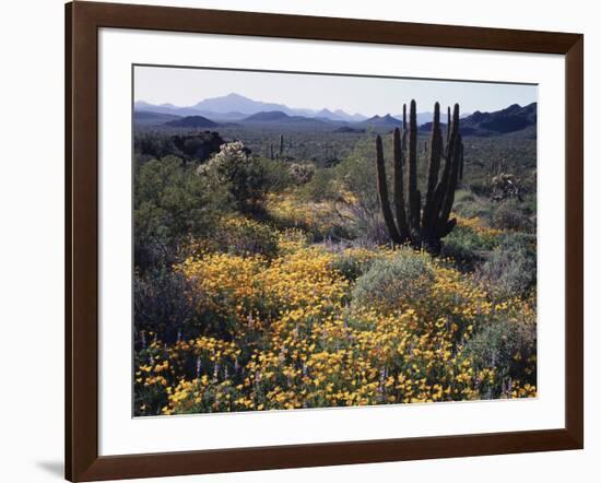 Organ Pipe Cactus Nm, Organ Pipe Cactus and Desert Wildflowers-Christopher Talbot Frank-Framed Photographic Print