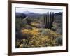 Organ Pipe Cactus Nm, Organ Pipe Cactus and Desert Wildflowers-Christopher Talbot Frank-Framed Photographic Print