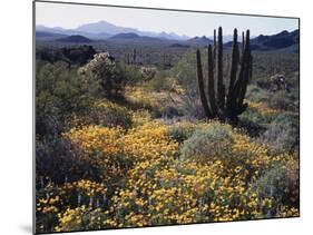 Organ Pipe Cactus Nm, Organ Pipe Cactus and Desert Wildflowers-Christopher Talbot Frank-Mounted Photographic Print