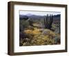 Organ Pipe Cactus Nm, Organ Pipe Cactus and Desert Wildflowers-Christopher Talbot Frank-Framed Photographic Print