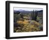 Organ Pipe Cactus Nm, Organ Pipe Cactus and Desert Wildflowers-Christopher Talbot Frank-Framed Photographic Print