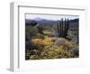 Organ Pipe Cactus Nm, Organ Pipe Cactus and Desert Wildflowers-Christopher Talbot Frank-Framed Photographic Print