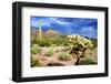 Organ Pipe Cactus NM, Saguaro and Cholla Cactus in the Ajo Mountains-Richard Wright-Framed Photographic Print