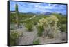 Organ Pipe Cactus NM, Saguaro and Cholla Cactus in the Ajo Mountains-Richard Wright-Framed Stretched Canvas