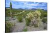 Organ Pipe Cactus NM, Saguaro and Cholla Cactus in the Ajo Mountains-Richard Wright-Stretched Canvas