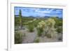 Organ Pipe Cactus NM, Saguaro and Cholla Cactus in the Ajo Mountains-Richard Wright-Framed Photographic Print