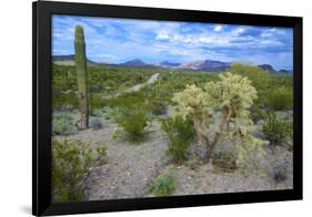 Organ Pipe Cactus NM, Saguaro and Cholla Cactus in the Ajo Mountains-Richard Wright-Framed Photographic Print