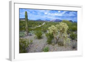 Organ Pipe Cactus NM, Saguaro and Cholla Cactus in the Ajo Mountains-Richard Wright-Framed Photographic Print