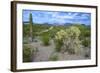 Organ Pipe Cactus NM, Saguaro and Cholla Cactus in the Ajo Mountains-Richard Wright-Framed Photographic Print