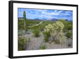 Organ Pipe Cactus NM, Saguaro and Cholla Cactus in the Ajo Mountains-Richard Wright-Framed Photographic Print