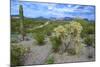 Organ Pipe Cactus NM, Saguaro and Cholla Cactus in the Ajo Mountains-Richard Wright-Mounted Photographic Print