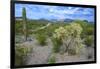 Organ Pipe Cactus NM, Saguaro and Cholla Cactus in the Ajo Mountains-Richard Wright-Framed Photographic Print