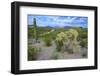 Organ Pipe Cactus NM, Saguaro and Cholla Cactus in the Ajo Mountains-Richard Wright-Framed Photographic Print