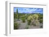 Organ Pipe Cactus NM, Saguaro and Cholla Cactus in the Ajo Mountains-Richard Wright-Framed Photographic Print