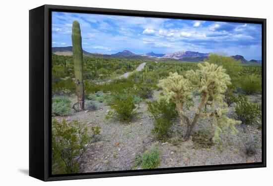 Organ Pipe Cactus NM, Saguaro and Cholla Cactus in the Ajo Mountains-Richard Wright-Framed Stretched Canvas