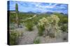 Organ Pipe Cactus NM, Saguaro and Cholla Cactus in the Ajo Mountains-Richard Wright-Stretched Canvas