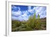 Organ Pipe Cactus NM, Saguaro and Organ Pipe Cactus to the Ajo Mts-Richard Wright-Framed Photographic Print