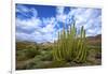 Organ Pipe Cactus NM, Saguaro and Organ Pipe Cactus to the Ajo Mts-Richard Wright-Framed Premium Photographic Print