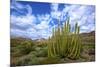 Organ Pipe Cactus NM, Saguaro and Organ Pipe Cactus to the Ajo Mts-Richard Wright-Mounted Premium Photographic Print