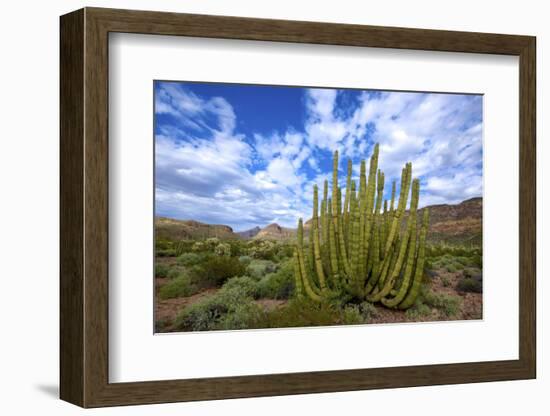 Organ Pipe Cactus NM, Saguaro and Organ Pipe Cactus to the Ajo Mts-Richard Wright-Framed Photographic Print