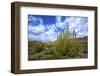 Organ Pipe Cactus NM, Saguaro and Organ Pipe Cactus to the Ajo Mts-Richard Wright-Framed Photographic Print