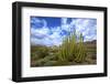 Organ Pipe Cactus NM, Saguaro and Organ Pipe Cactus to the Ajo Mts-Richard Wright-Framed Photographic Print