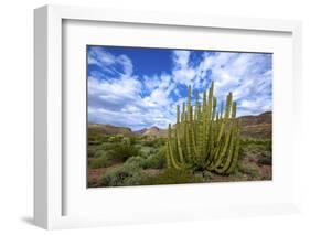 Organ Pipe Cactus NM, Saguaro and Organ Pipe Cactus to the Ajo Mts-Richard Wright-Framed Photographic Print