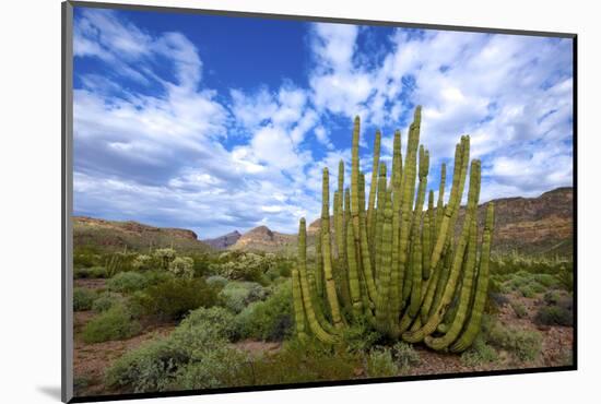 Organ Pipe Cactus NM, Saguaro and Organ Pipe Cactus to the Ajo Mts-Richard Wright-Mounted Photographic Print