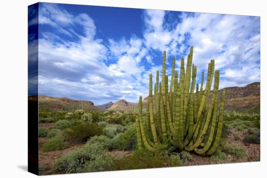 Organ Pipe Cactus NM, Saguaro and Organ Pipe Cactus to the Ajo Mts-Richard Wright-Stretched Canvas