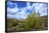 Organ Pipe Cactus NM, Saguaro and Organ Pipe Cactus to the Ajo Mts-Richard Wright-Framed Stretched Canvas