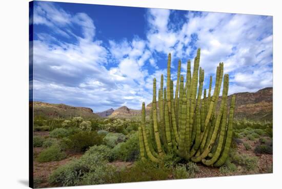 Organ Pipe Cactus NM, Saguaro and Organ Pipe Cactus to the Ajo Mts-Richard Wright-Stretched Canvas