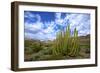 Organ Pipe Cactus NM, Saguaro and Organ Pipe Cactus to the Ajo Mts-Richard Wright-Framed Photographic Print