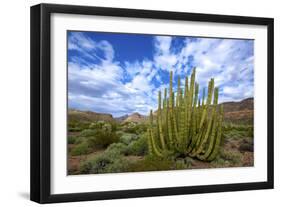 Organ Pipe Cactus NM, Saguaro and Organ Pipe Cactus to the Ajo Mts-Richard Wright-Framed Photographic Print