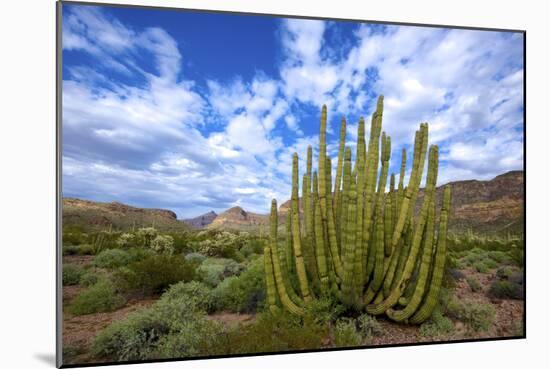 Organ Pipe Cactus NM, Saguaro and Organ Pipe Cactus to the Ajo Mts-Richard Wright-Mounted Photographic Print