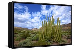 Organ Pipe Cactus NM, Saguaro and Organ Pipe Cactus to the Ajo Mts-Richard Wright-Framed Stretched Canvas