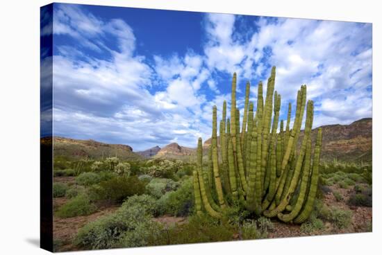 Organ Pipe Cactus NM, Saguaro and Organ Pipe Cactus to the Ajo Mts-Richard Wright-Stretched Canvas