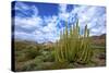Organ Pipe Cactus NM, Saguaro and Organ Pipe Cactus to the Ajo Mts-Richard Wright-Stretched Canvas