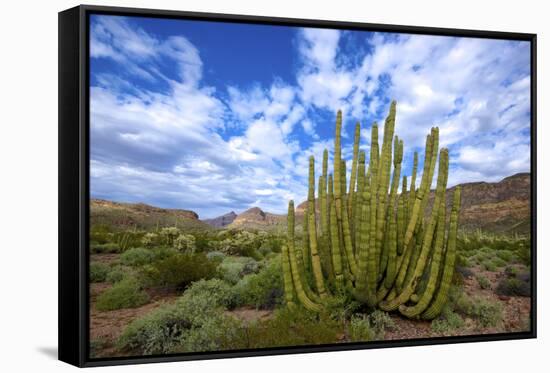 Organ Pipe Cactus NM, Saguaro and Organ Pipe Cactus to the Ajo Mts-Richard Wright-Framed Stretched Canvas