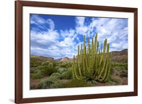 Organ Pipe Cactus NM, Saguaro and Organ Pipe Cactus to the Ajo Mts-Richard Wright-Framed Photographic Print