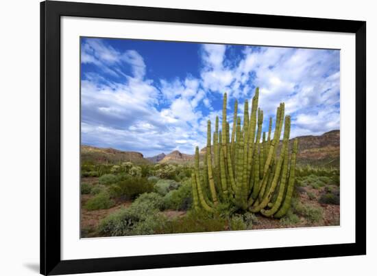 Organ Pipe Cactus NM, Saguaro and Organ Pipe Cactus to the Ajo Mts-Richard Wright-Framed Photographic Print