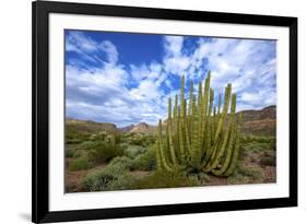 Organ Pipe Cactus NM, Saguaro and Organ Pipe Cactus to the Ajo Mts-Richard Wright-Framed Photographic Print