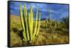 Organ Pipe Cactus NM, Saguaro and Organ Pipe Cactus to the Ajo Mts-Richard Wright-Framed Stretched Canvas